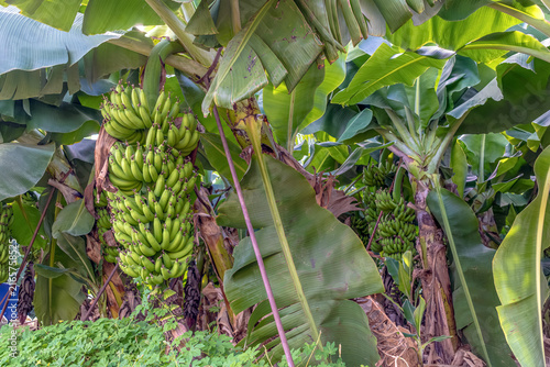 Organic green banana bunch ripening under lush tropical leaves on a plantation in Alanya, Turkey. Authentic horizontal shot of exotic fruit cultivation in natural Mediterranean environment