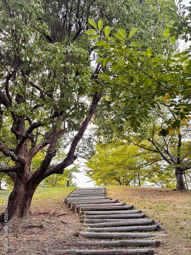 Wooden stairs path in a park with lush green trees