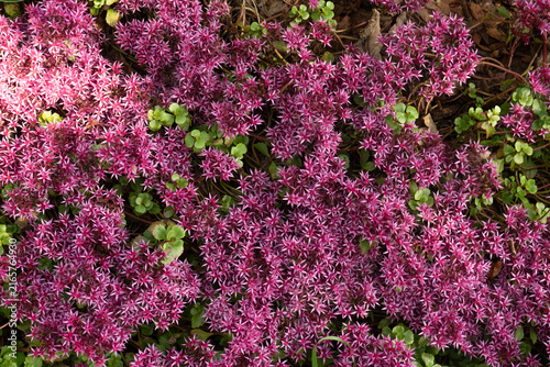 Foto Blooming purple Caucasian stonecrop groundcover with a small bumblebee, natural