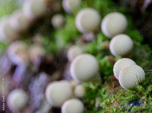Group of mushrooms (Licoperdon perlatum), growing on a mossy tree trunk in the autumn forest.