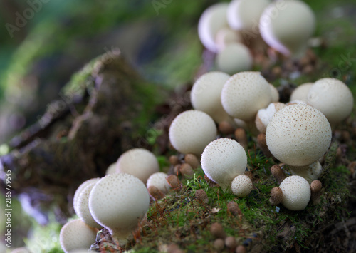 Group of mushrooms (Licoperdon perlatum), growing on a mossy tree trunk in the autumn forest.