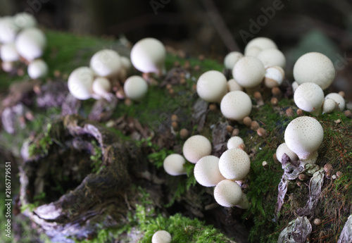 Group of mushrooms (Licoperdon perlatum), growing on a mossy tree trunk in the autumn forest.