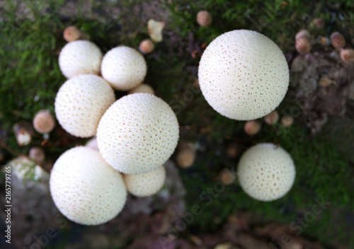 Group of mushrooms (Licoperdon perlatum), growing on a mossy tree trunk in the autumn forest.