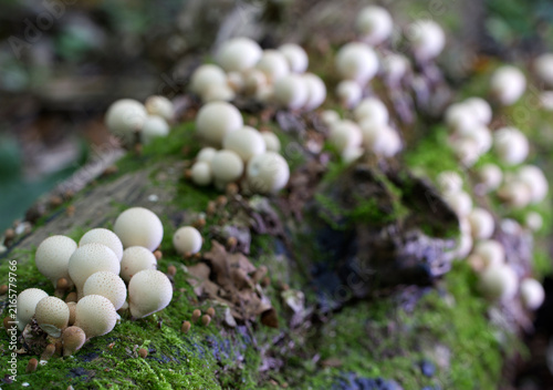 Group of mushrooms (Licoperdon perlatum), growing on a mossy tree trunk in the autumn forest.