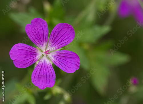 Blue wildflowers in the meadow swaying in the wind. (Geranium palustre).