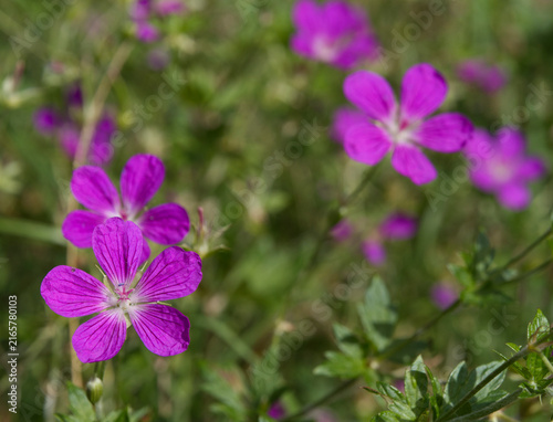 Blue wildflowers in the meadow swaying in the wind. (Geranium palustre).