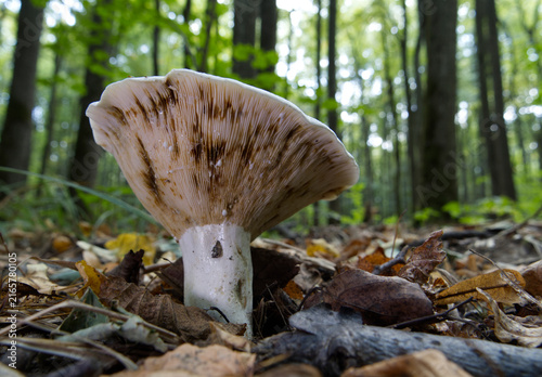 Mushroom growing in the autumn forest. (Lactarius controveriu).