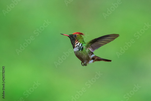 Obraz na płótnie Male frilled coquette in mid-air hover, showcasing vibrant red crest, green plumage, and distinct white-and-black neck frills against a smooth green backdrop in Brazil