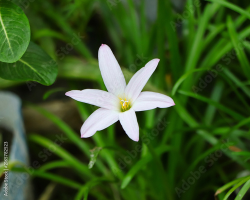 Obraz na plátne Close-up view capturing the soft pink-tipped petals and yellow stamen of a fresh rain lily flower in natural daylight