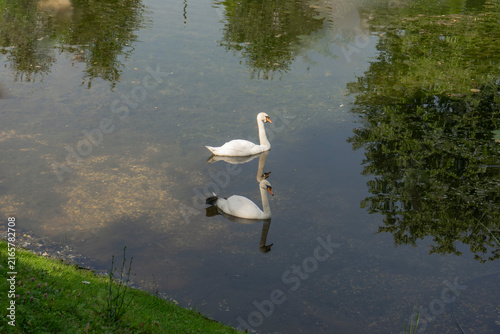 Foto Two graceful white swans swimming in a calm park pond with reflections, peaceful