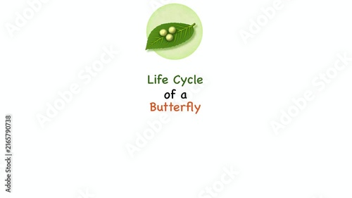 Animation of Educational entomology diagram illustrating monarch butterfly life cycle stage. Visualizing complete metamorphosis process including egg on leaf, larva caterpillar, pupa chrysalis, adult