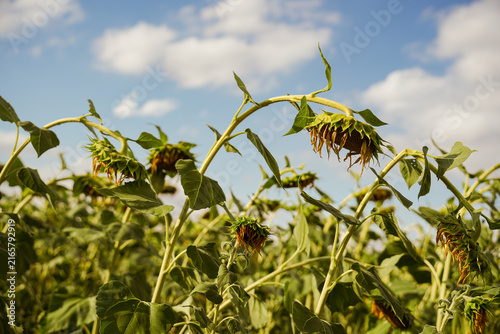 Sunflowers wilt under prolonged drought and extreme summer temperatures.