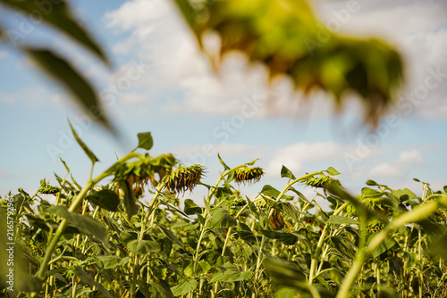 Sunflowers wilt under prolonged drought and extreme summer temperatures.