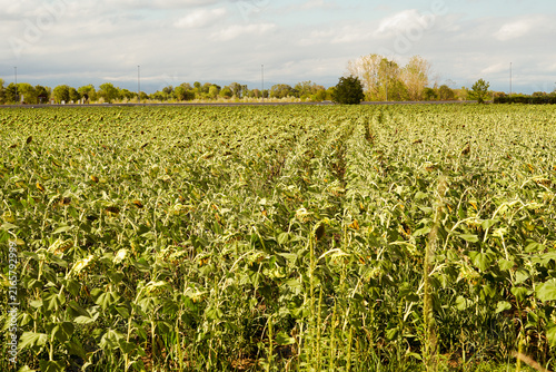 Sunflowers wilt under prolonged drought and extreme summer temperatures.