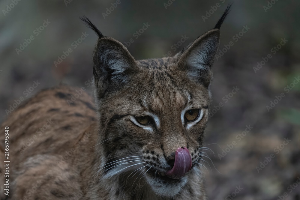 Fototapeta premium An Eurasian lynx (Lynx lynx)