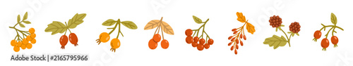 Flat vector set of wild forest berries with leafy branches, including rowan, rosehip, barberry and blackberry, in warm autumn colors, isolated on white.