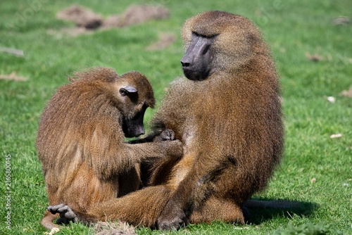 Photography A Guinea Baboon (Papio papio) grooming another.