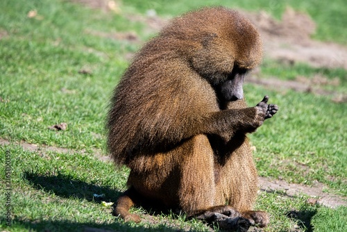 Photography A Guinea Baboon (Papio papio) sitting on the grass.