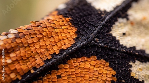 Extreme Macro Close-up of Butterfly Wing Scales Texture