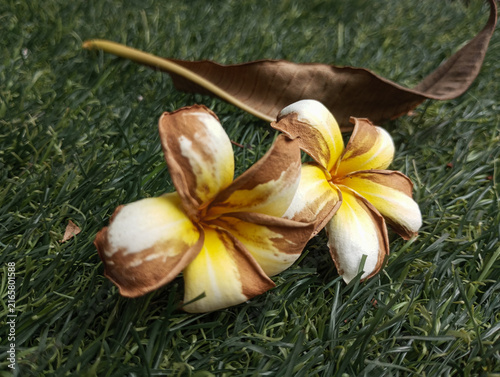 Canvas Print Withered Dried Plumeria Frangipani Flowers on Green Grass