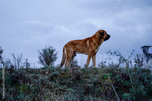 Cuadro en lienzo Livestock guardian dog standing with goat on hill