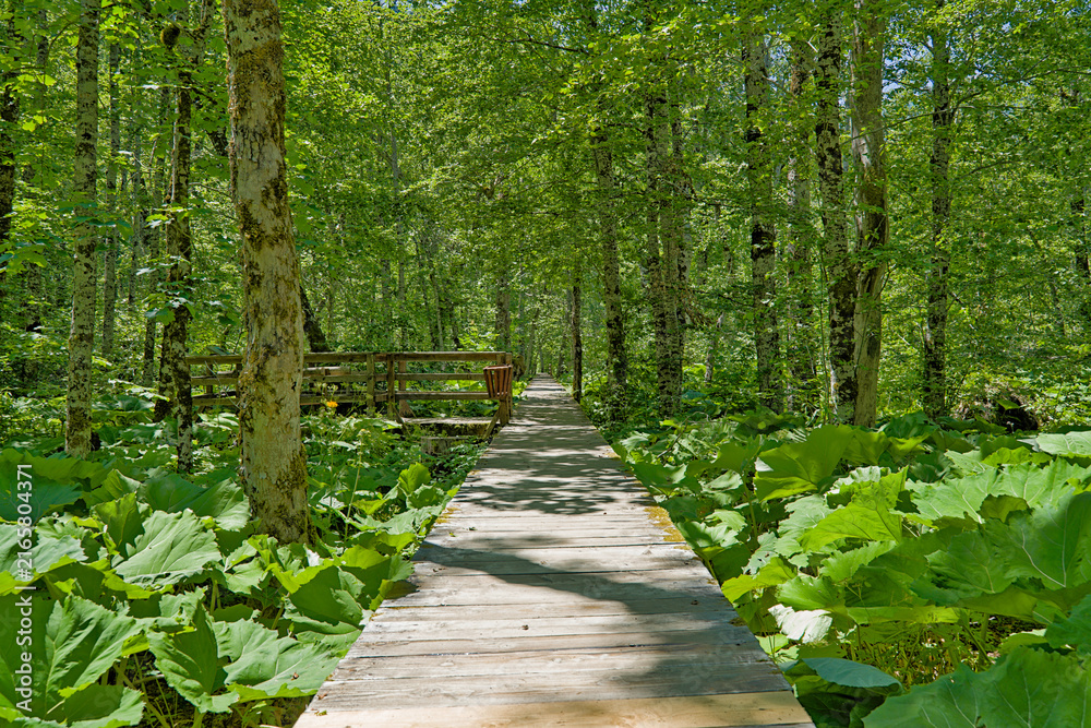 Obraz premium Wooden boardwalk trail through forest in Biogradska Gora National Park