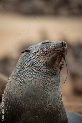 vertical Cape Cross fur seal enjoying sun in Namibia