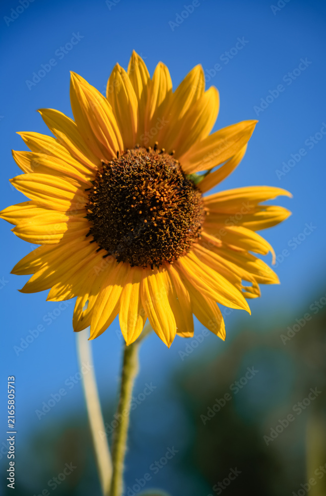 Naklejka premium Yellow Sunflower Close Up Against Blue Sky