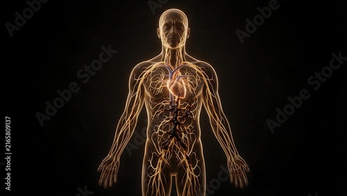 3D models of human anatomy show areas of viscous fluid that gradually narrow and partially block passageways. This is a medical concept used for educational purposes.