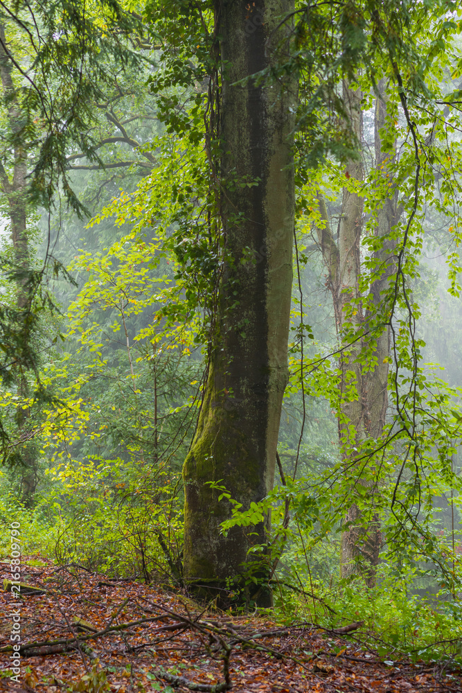 Fototapeta premium Sommerregen im Mischwald am Morgen mit Nebel und Dunst