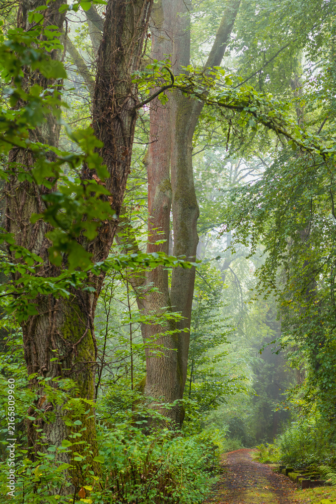 Fototapeta premium Sommerregen im Mischwald am Morgen mit Nebel und Dunst