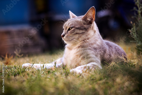 Bild auf Leinwand Cat landscape by Abdul Haseeb