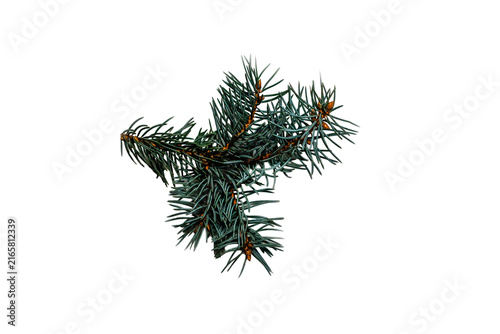 Fresh green pine tree branch twig with needles and cones as a nature concept on a transparent PNG background. eco-friendly Christmas and winter holiday design projects
