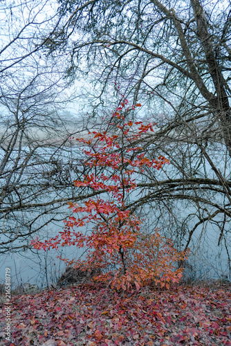 Foto Red autumn foliage beside calm water