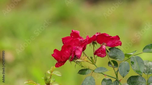 Close-up of red roses with water droplets, close-up of a small red rosebud, wilting roses with raindrops against a green background, leaves and thorns on a stem, flower gently blowing in the wind