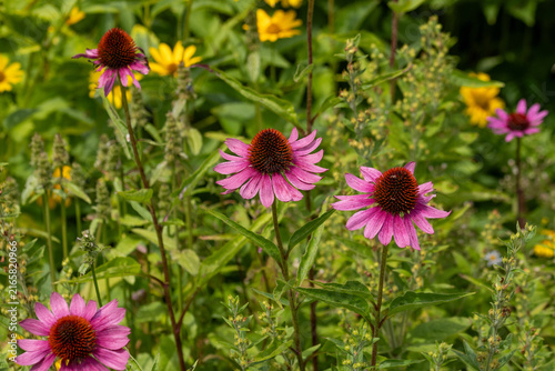 Mehrere Blüten von dem roten Scheinsonnenhut