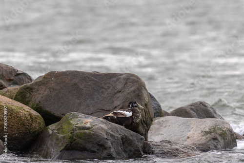 Eiderente auf Felsen in der Ostsee