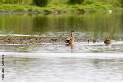 Schnatterente steht im Wasser im Naturschutzgebiet Moorgürtel