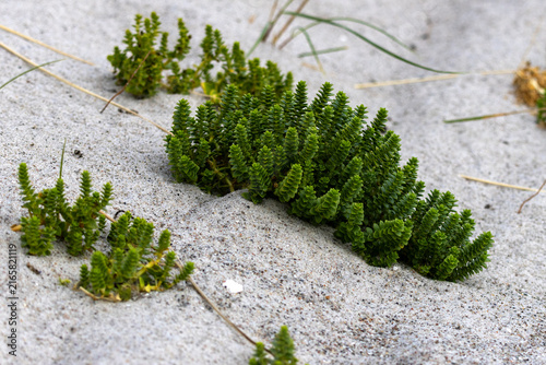 Salzmiere im Sand im Naturschutzgebiet Schmoel Ostsee