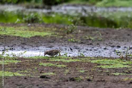 Star auf Futtersuche im Naturschutzgebiet Moorgürtel