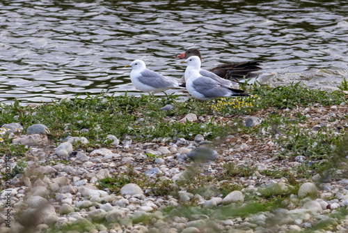Sturmöwen und Graugans an einen Steinstrand