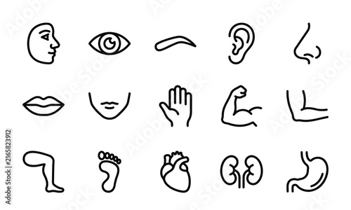 Set of human body parts line icons representing anatomy and physical features for medical and health design projects