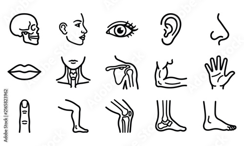 Set of human anatomy line icons representing various body parts and skeletal structures on white background