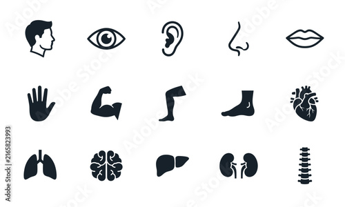 Set of human anatomy and body part icons featuring organs and external features in a flat design style