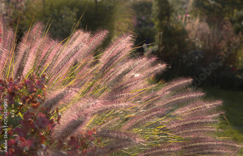 Pennisetum alopecuroides,  Redhead fountain grass plumes glow in warm autumn sunlight, creating a soft, feathery texture among colorful fall foliage in a lush garden landscape.