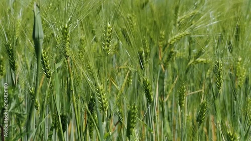 a field of green ears of wheat sways in the wind