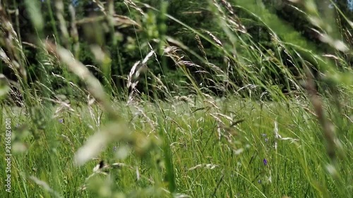 A variety of grasses in a meadow. The wind sways the meadow grasses. Summer landscape.