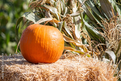 Single ripe orange pumpkin resting on stacked hay bales next to corn stalks at a festive fall harvest display or farm stand