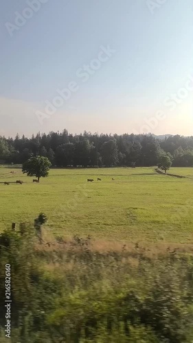 A view of fields near the mountains. Cows are grazing in a meadow. The filming is done through the window of a moving train.