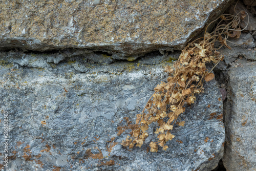 Foto Vertrocknete Pflanze in einer Mauer